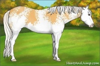 Horse Color:White Spotted Silver Buckskin Splash 