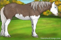 Horse Color:Silver Black Splash 
