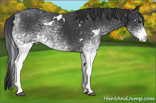 Horse Color: White Spotted Black 