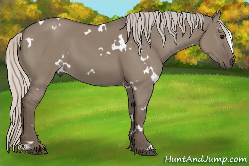 Horse Color: White Spotted Silver Grullo 