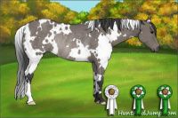 Horse Color:White Spotted Grullo Rabicano