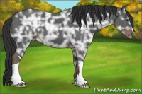 Horse Color:Liver Chestnut Ice 