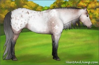 Horse Color:Gray Bay Roan Blanket 