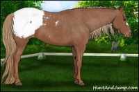 Horse Color:Chestnut Snowcap 