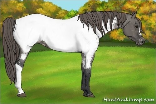 Horse Color:Grullo Appaloosa 