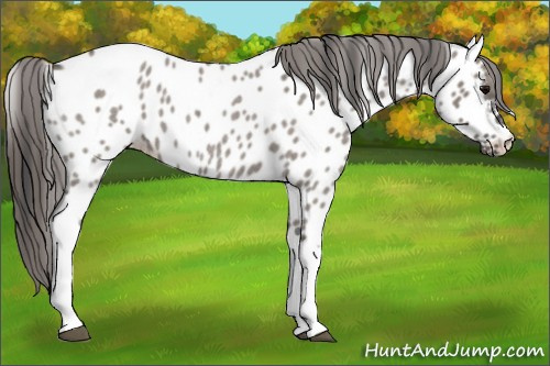 Horse Color:Grullo Roan Appaloosa 