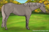 Horse Color:Silver Grullo Rabicano 