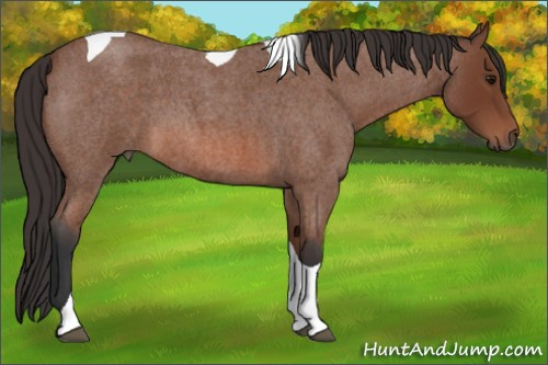 Horse Color: Bay Roan Tobiano 
