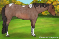 Horse Color:Bay Roan Tobiano
