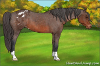 Horse Color:Brown Appaloosa 