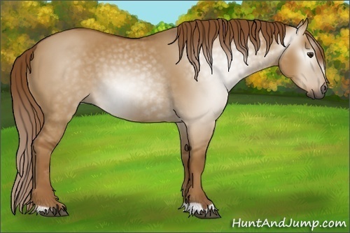 Horse Color:Gray Red Dun 