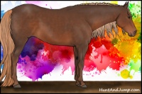 Horse Color:Liver Chestnut Rabicano 