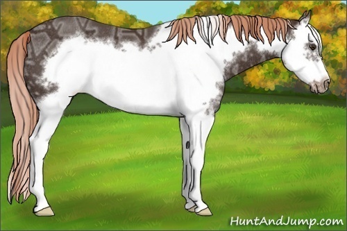 Horse Color: Liver Chestnut Ice Splash Frame Rabicano 