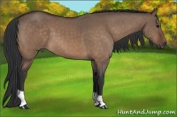 Horse Color:Bay Dun