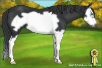 Horse Color:Black Splash Frame 