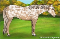 Horse Color:Palomino Ice 
