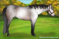 Horse Color:Gray Brown