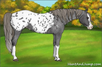 Horse Color:Smoky Blue Roan Splash Appaloosa 