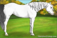 Horse Color:White Spotted Black Splash Appaloosa 