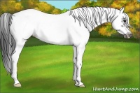 Horse Color:White Spotted Black Splash Frame Appaloosa 