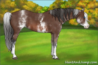 Horse Color:White Spotted Bay Splash