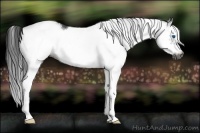 Horse Color:Gray White Spotted Blue Roan Splash Frame