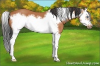 Horse Color:Bay Roan Splash Frame