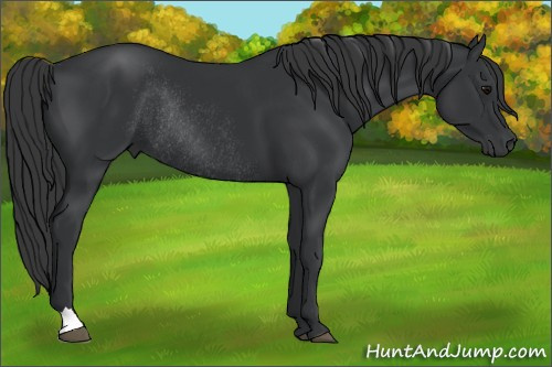 Horse Color: Black Rabicano 