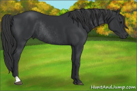 Horse Color:Black Rabicano 