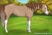 Horse Color:Red Dun Splash Rabicano 