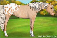 Horse Color:Chocolate Palomino Appaloosa Rabicano