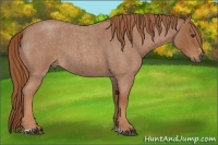 Horse Color:Red Roan Sabino 