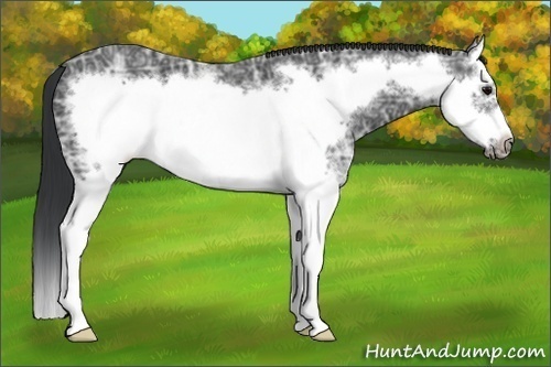 Horse Color:White Spotted Black Ice Sabino Splash Frame 
