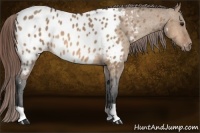 Horse Color:Bay Dun Appaloosa 