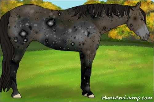 Horse Color:ERROR: UNKNOWN ANOMALY