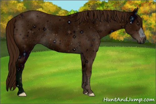 Horse Color:ERROR: UNKNOWN ANOMALY