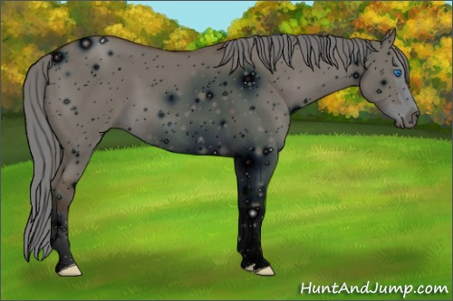 Horse Color:ERROR: UNKNOWN ANOMALY