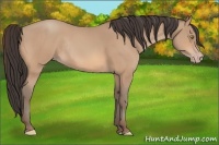 Horse Color:Amber Champagne Rabicano 