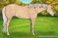 Horse Color:Silver Amber Champagne