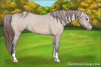 Horse Color:Brown Dun Sabino Blanket 