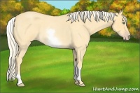 Horse Color:White Spotted Gold Cream Champagne Roan 