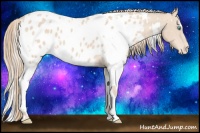 Horse Color:White Spotted Perlino Appaloosa 
