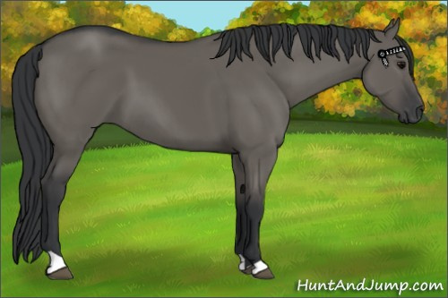 Horse Color: Grullo 