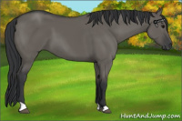 Horse Color:Grullo 