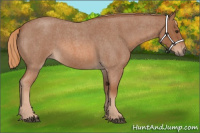 Horse Color:Red Roan 