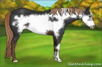 Horse Color:Liver Chestnut Frame 