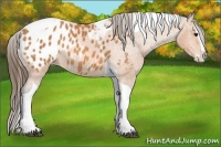Horse Color:Bay Roan Splash Tobiano Appaloosa  Brindle