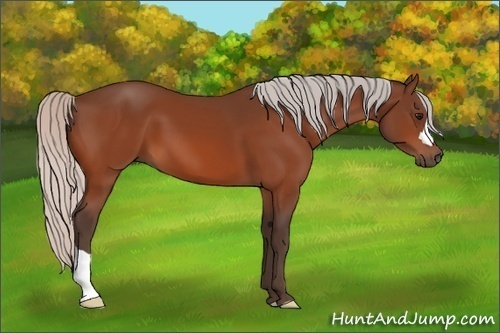 Horse Color: Silver Bay 