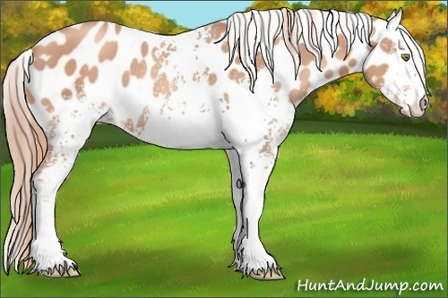 Horse Color: White Spotted Gold Champagne Near Leopard 