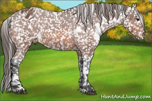 Horse Color: White Spotted Bay Snowflake Varnish 